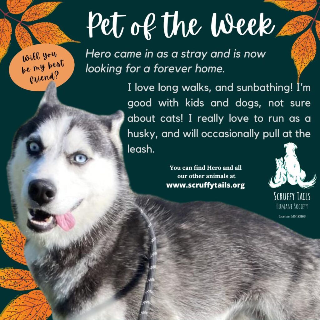 SCRUFFY TAILS PET OF THE WEEK-HERO