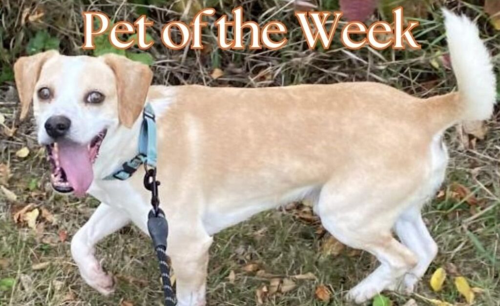 SCRUFFY TAILS PET OF THE WEEK – MAXIMILLIAN