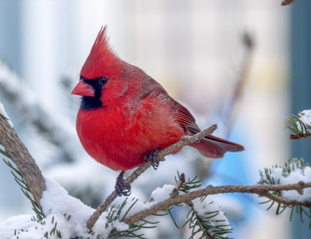 CROOKSTON AREA BIRD COUNT TO BE HELD DECEMBER 15