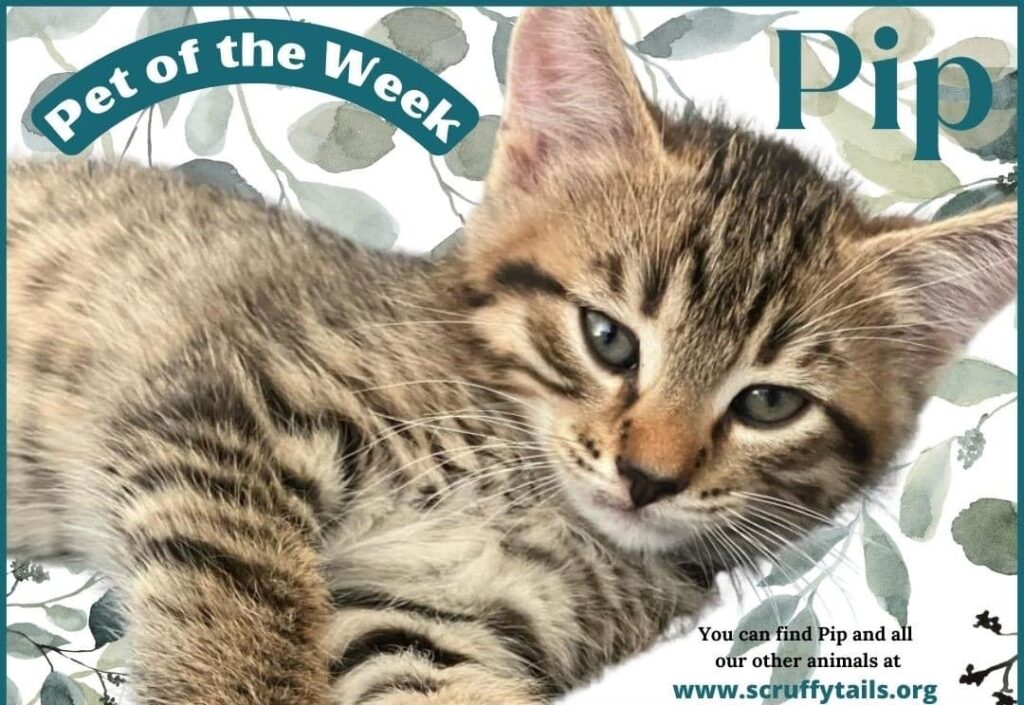 SCRUFFY TAILS PET OF THE WEEK – PIP