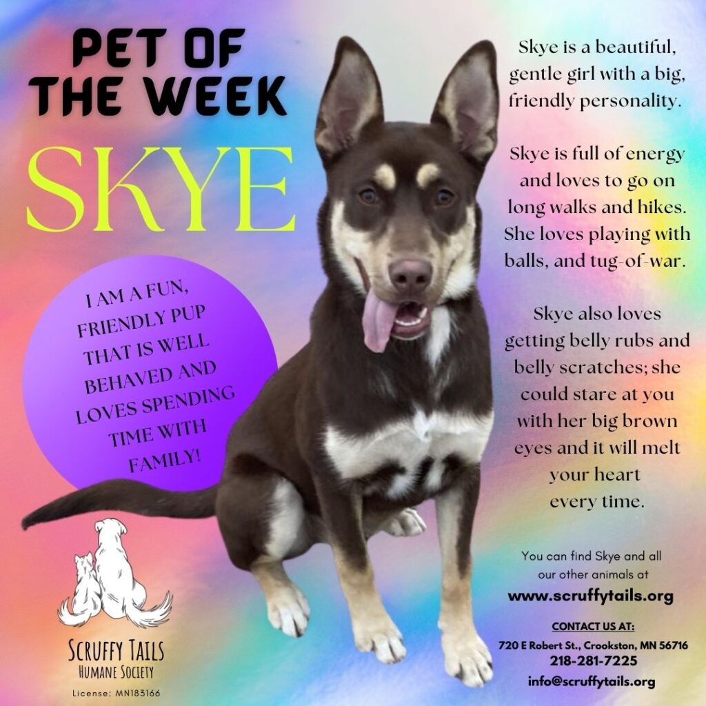 SCRUFFY TAILS PET OF THE WEEK – SKYE