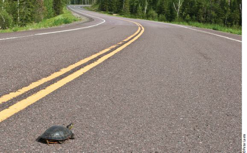 Painted turtle crossing a road.