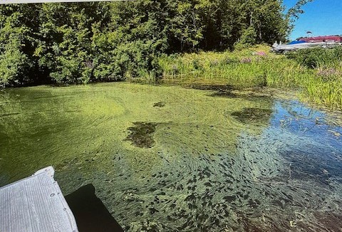 Blue-green algae found in Maple Lake