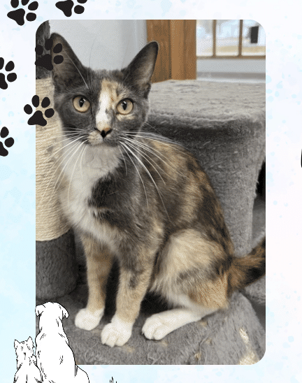 Meet Theresa – Scruffy Tails Pet of the Week