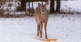 DNR adds eight counties to deer feeding and attractant ban