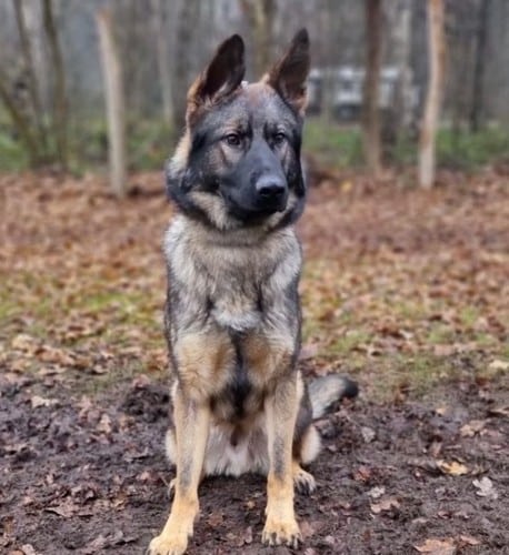 Polk County Sheriff’s Office welcomes its new K9 “Bo”