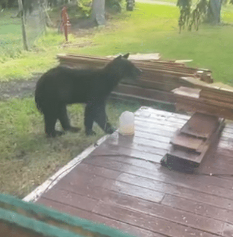Black bear spotted near house in Crookston Tuesday evening