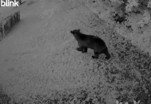 Black bear spotted roaming around the Woods Addition in Crookston
