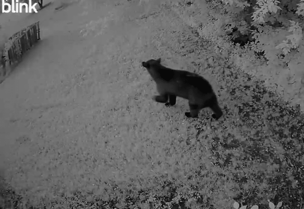 Black Bear spotted roaming around the Woods Addition in Crookston