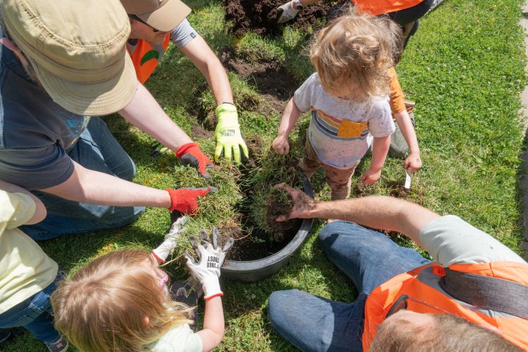 33 Minnesota communities receive DNR grants to plant thousands of trees