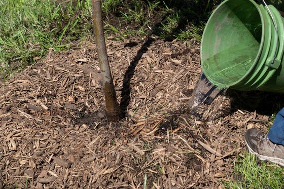 Minnesota DNR encourages residents to water residential trees during dry summer weather