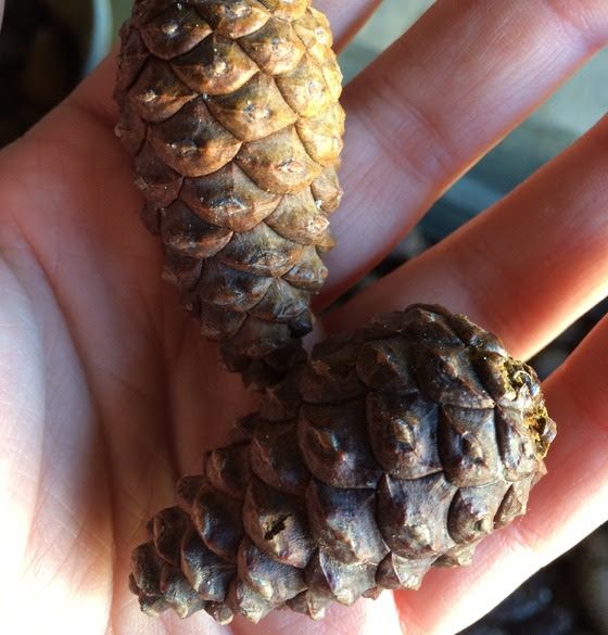 The Minnesota DNR asks for the public’s help in collecting red pine cones this fall