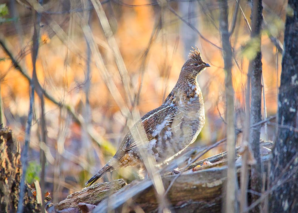 Minnesota DNR reports decrease in small-game licenses purchased in 2025