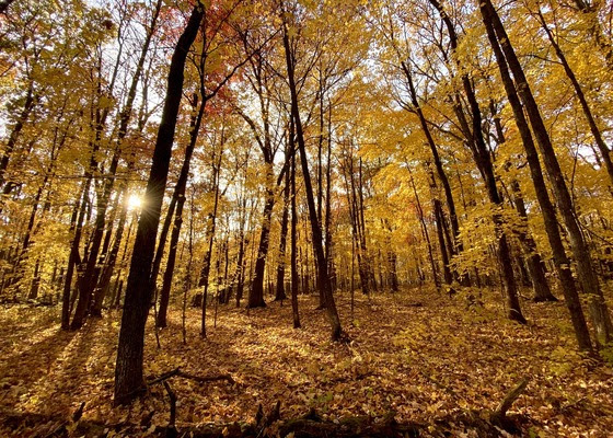 Minnesota DNR’s new photo contest celebrates 75 years of wildlife management areas